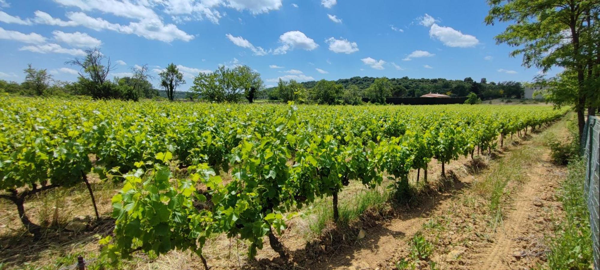 Camping Carrefour De L'Ardeche Saint-Remeze Bagian luar foto